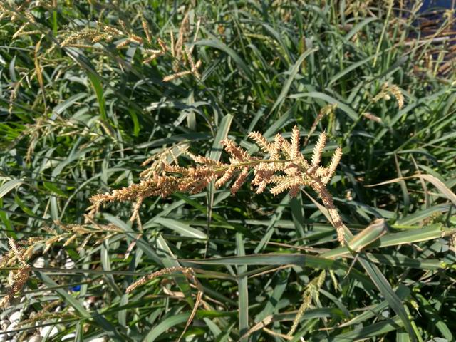 Echinochloa crus-galli